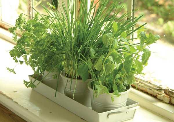 Urban Gardening: Herbs and Veg